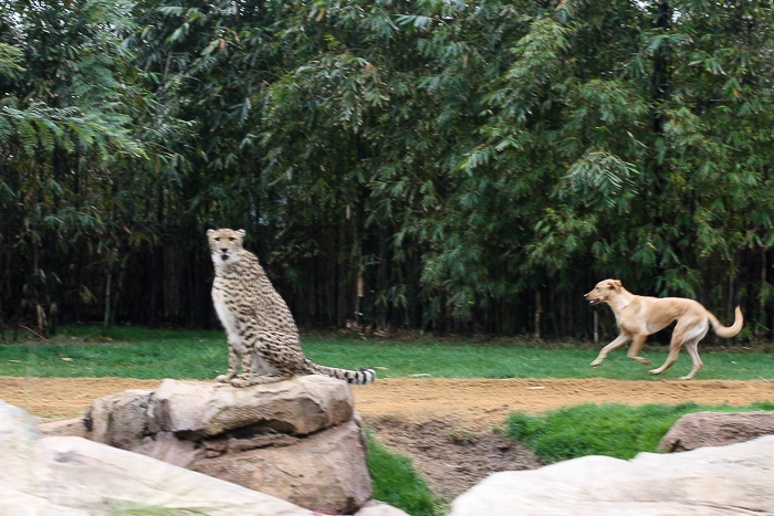 The Cheetah Hunt roller coaster at Busch Gardens Tampa, Tampa, Florida
