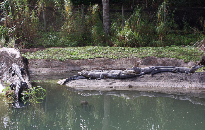 Rhino Rally at Busch Gardens Tampa, Tampa, Florida