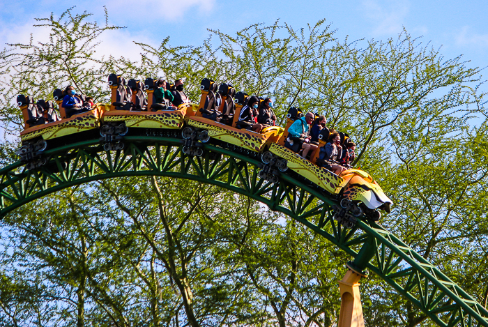The Cheetah Hunt roller coaster at Busch Gardens Tampa, Tampa, Florida