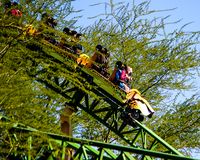 The Cheetah Hunt roller coaster at Busch Gardens Tampa, Tampa, Florida