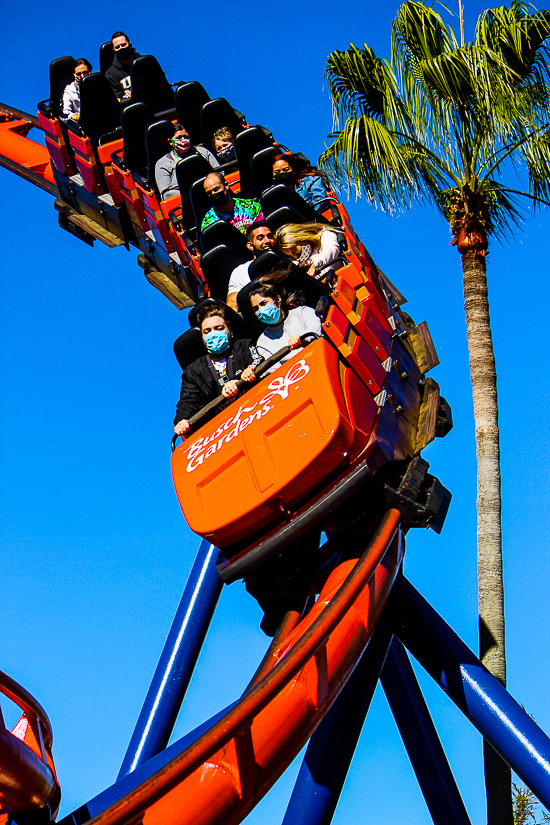 The Anton Schwarzkopf designed Scorpion Roller Coaster at Busch Gardens Tampa, Tampa, Florida