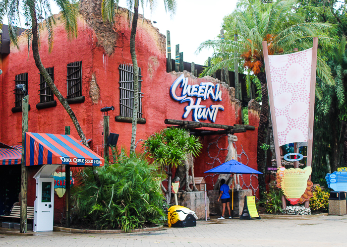 The Cheetah Hunt rollercoaster at Busch Gardens Tampa, Tampa, Florida