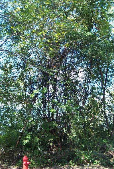 The Abandoned Chippewa Lake Amusement Park, Chippewa Lake, Ohio