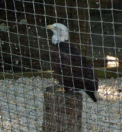 A Bald Eagle at Dollywood, Pigeon Forge Tennessee