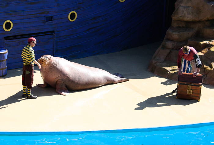 Clyde & Seymore Take Pirate Island at SeaWorld Orlando, Orlando, Florida