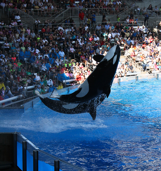 The One Ocean Killer Whale Show, Shamu Stadium at SeaWorld Orlando, Orlando, Florida