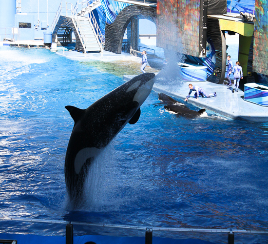 The One Ocean Killer Whale Show, Shamu Stadium at SeaWorld Orlando, Orlando, Florida