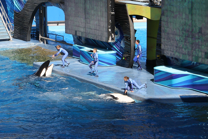 The One Ocean Killer Whale Show, Shamu Stadium at SeaWorld Orlando, Orlando, Florida