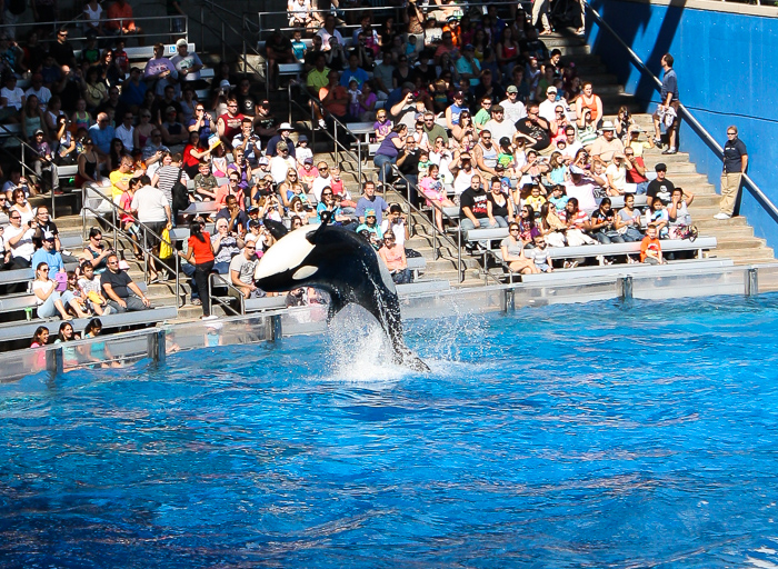 The One Ocean Killer Whale Show, Shamu Stadium at SeaWorld Orlando, Orlando, Florida