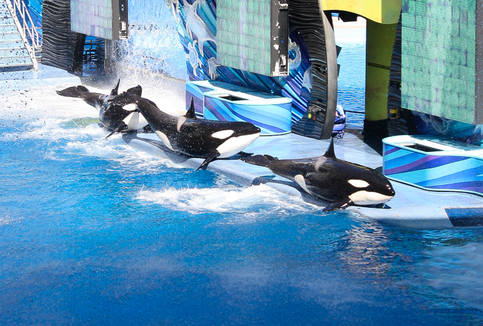 The One Ocean Killer Whale Show, Shamu Stadium at SeaWorld Orlando, Orlando, Florida