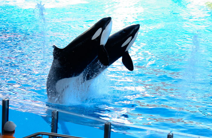 The One Ocean Killer Whale Show, Shamu Stadium at SeaWorld Orlando, Orlando, Florida