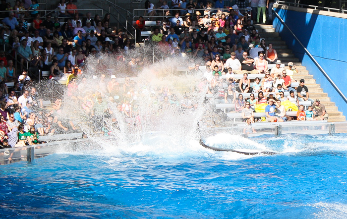 The One Ocean Killer Whale Show, Shamu Stadium at SeaWorld Orlando, Orlando, Florida