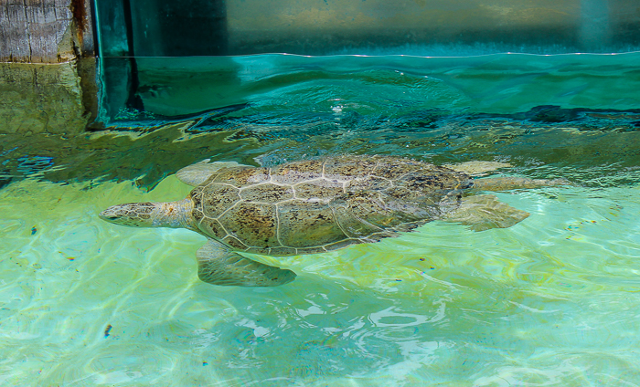 SeaWorld San Diego, San Diego, California