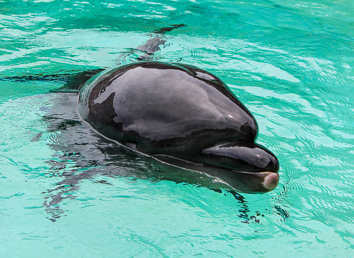 SeaWorld San Diego, San Diego, California