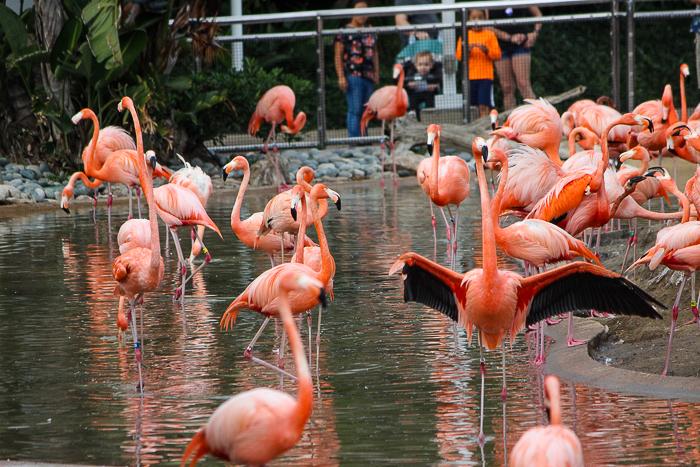 SeaWorld San Diego, San Diego, California