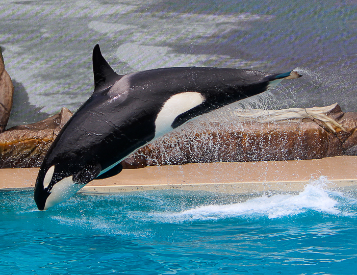 The Orca Encounter at SeaWorld San Diego, San Diego, California