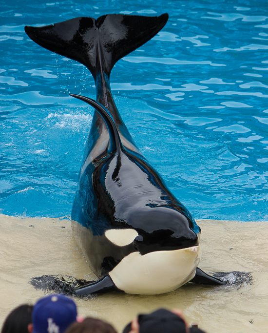 The Orca Encunter at SeaWorld San Diego, San Diego, California