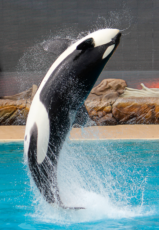 The Orca Encounter at SeaWorld San Diego, San Diego, California