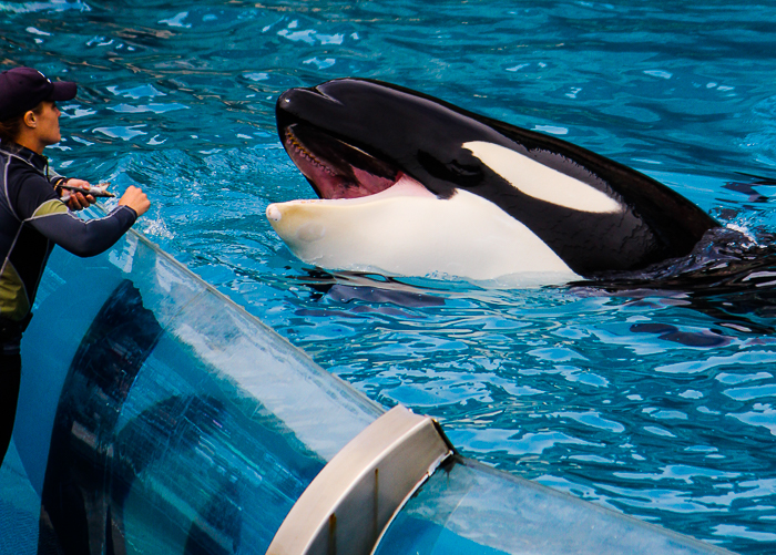 The Orca Encounter at SeaWorld San Diego, San Diego, California