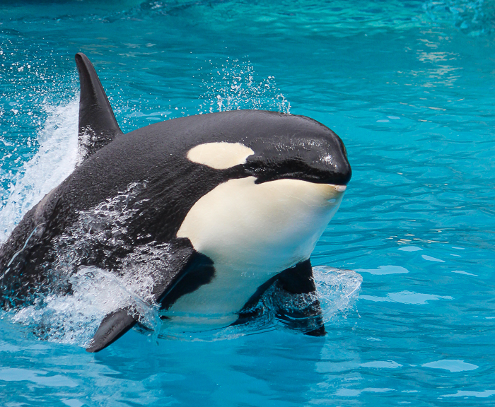 The Orca Encunter at SeaWorld San Diego, San Diego, California