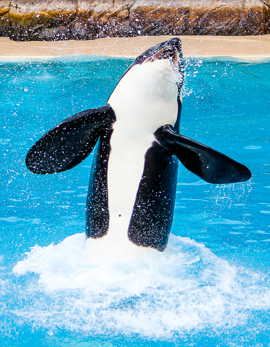 The Orca Encounter at SeaWorld San Diego, San Diego, California