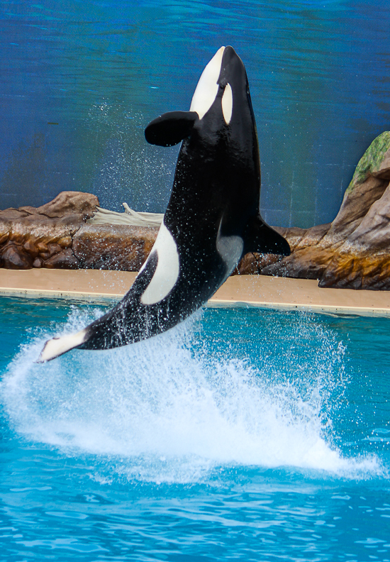 The Orca Encunter at SeaWorld San Diego, San Diego, California