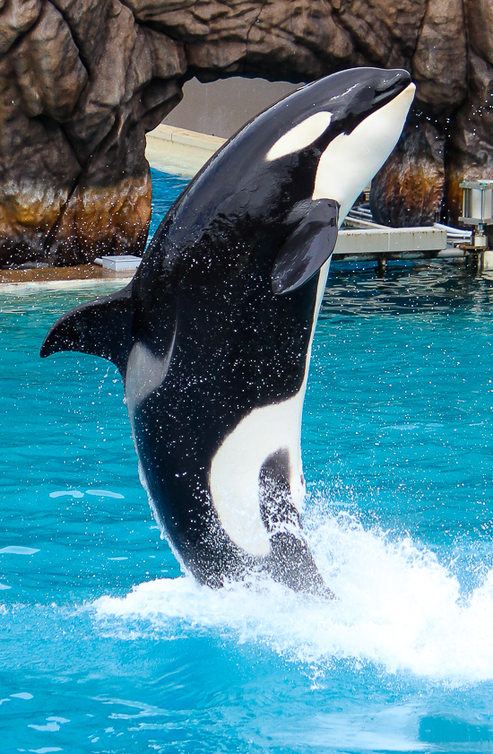 The Orca Encounter at SeaWorld San Diego, San Diego, California