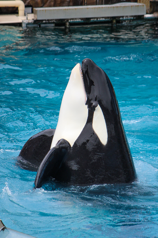 The Orca Encounter at SeaWorld San Diego, San Diego, California