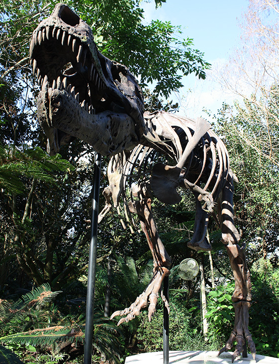 Walt Disney World - Disney's Animal Kingdom, Lake Buena Vista, Florida