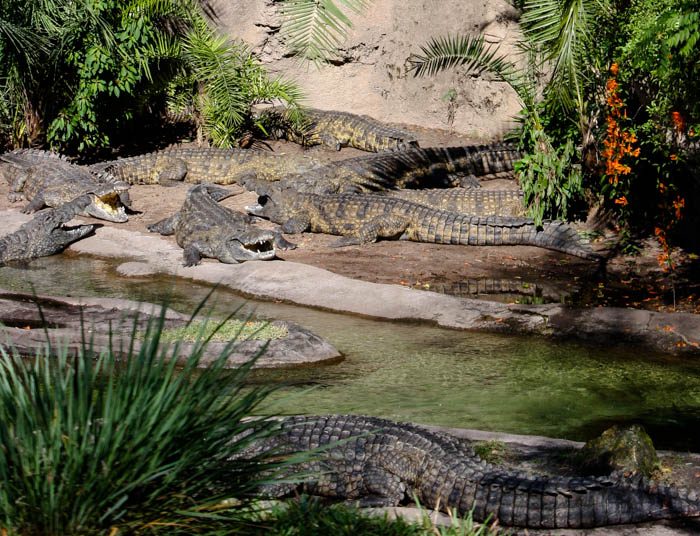 The Kilimanjaro Safaris at Walt Disney World - Disney's Animal Kingdom, Lake Buena Vista, Florida