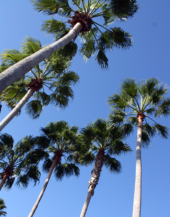 Walt Disney World - Disney's Hollywood Studios, Lake Buena Vista, Florida