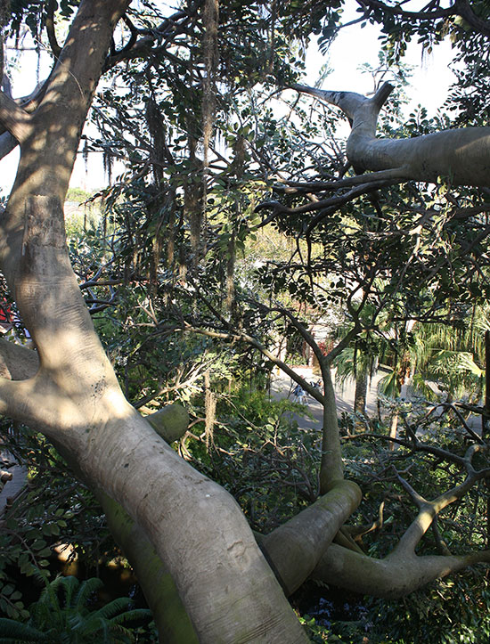The Swiss Family Robinson Treehouse at Walt Disney World The Magic Kingdom, Lake Buena Vista, Florida