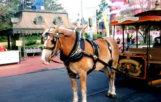 Walt Disney World, Lake Buena Vista, Florida